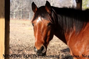 MISSING EQUINE Booming Business, Near Normandy, TN, 37360